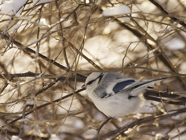 Valkopäätiainen, Azure Tit, Cyanistes cyanus